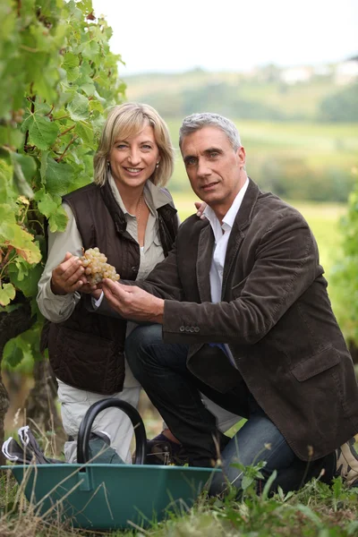 Одетые пары собирают виноград в винограднике — стоковое фото