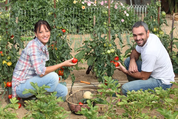 Couple picking tomatoes — Stockfoto