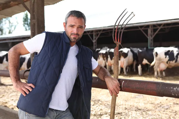 Agricultor ficou na frente de vacas — Fotografia de Stock