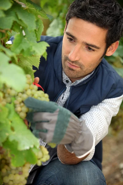 Retrato de un viticultor —  Fotos de Stock