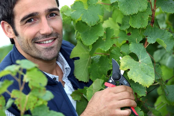 Portret plantatora winorośli — Zdjęcie stockowe