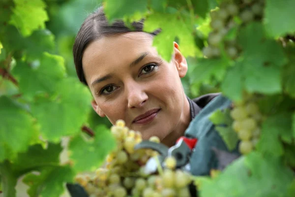 Female wine producer cropping grapes — Stok fotoğraf