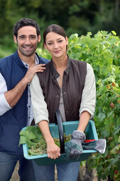 Picking grapes during harvest time — Stockfoto
