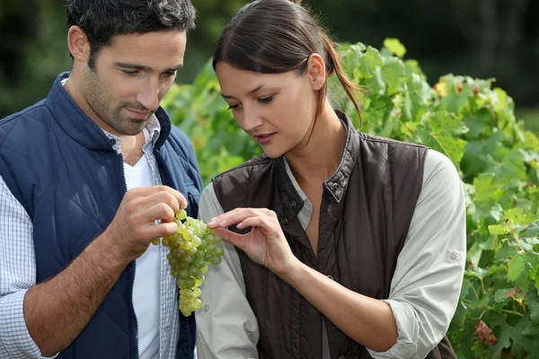 Couple examining grape vine — Stok fotoğraf