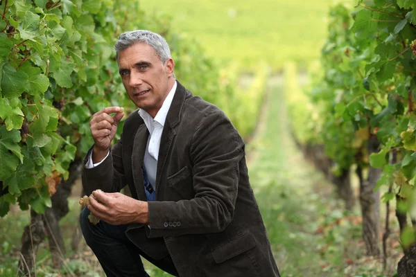 Владелец виноградника — стоковое фото