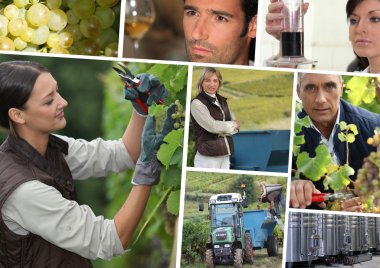 Vines, stainless tanks, wine producers and oenologists clipart