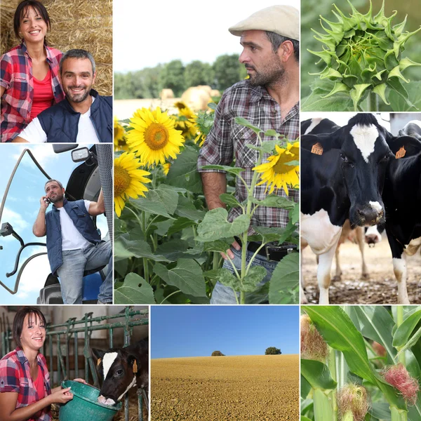 stock image Mosaic of daily life on a farm