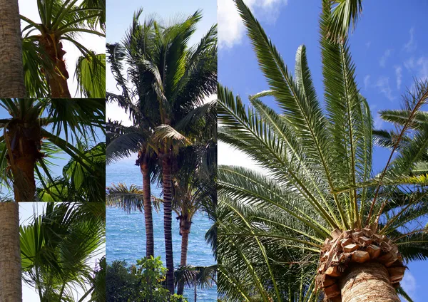棕榈树电脑模拟 — 图库照片
