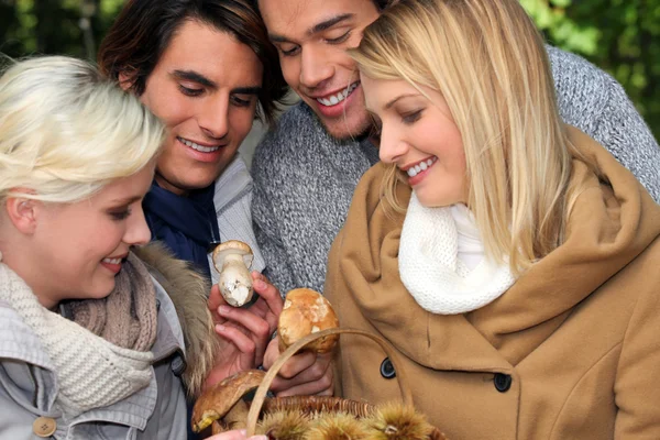 Happy foursome of ramblers picking mushrooms in forest — Stock Photo, Image