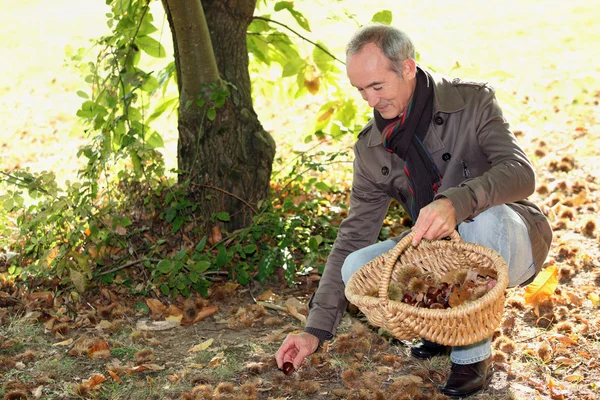 Uomo che raccoglie castagne — Foto Stock