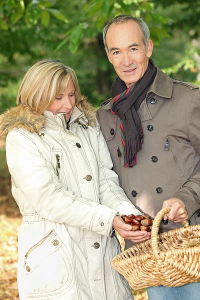 Couple collecting chestnuts in basket — Stock Photo, Image