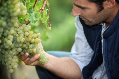 Man working in a vineyard clipart