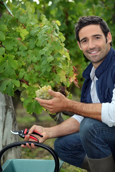Homem colhendo uvas durante a vindima — Fotografia de Stock