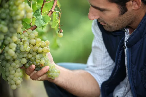 Человек, работающий на винограднике — стоковое фото