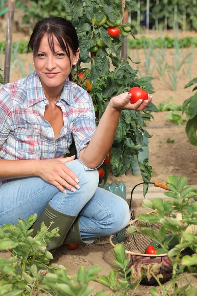 여 자가 그녀의 채 마 밭에서 토마토를 따기 — 스톡 사진
