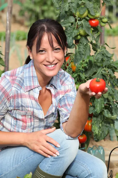 Mujer en jardín arrodillada por planta de tomate — Foto de Stock