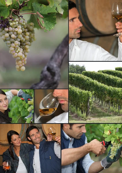 Uprawa winorośli — Zdjęcie stockowe