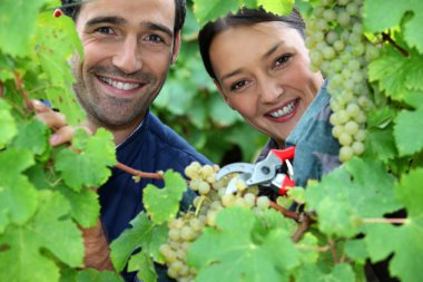 Couple of wine-growers all smiles amid vineyards clipart