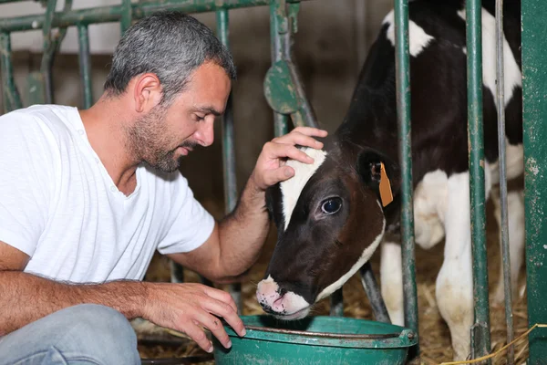 Alimentação do agricultor e vitelo acariciado — Fotografia de Stock