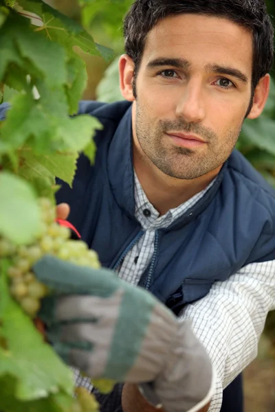 Manliga agriculter beskärning vine — Stockfoto