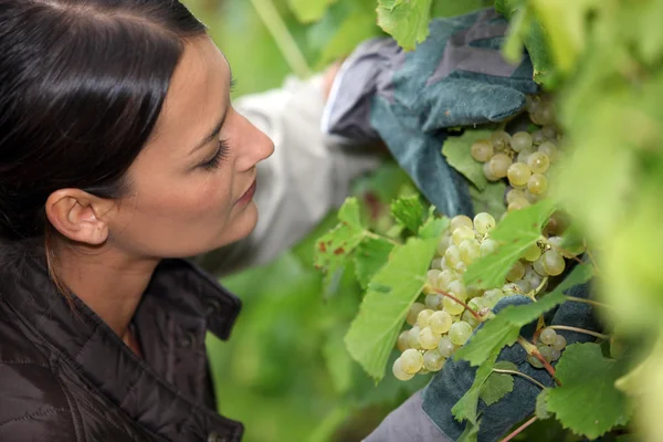 Cultivadora de uva examinando sus uvas — Foto de Stock