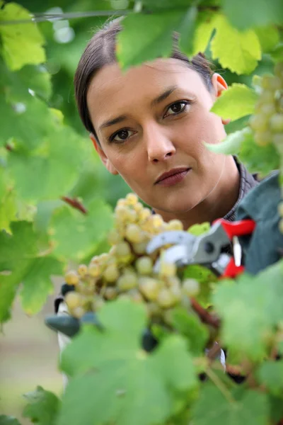 Frau pflückt Trauben vom Weinstock — Stockfoto