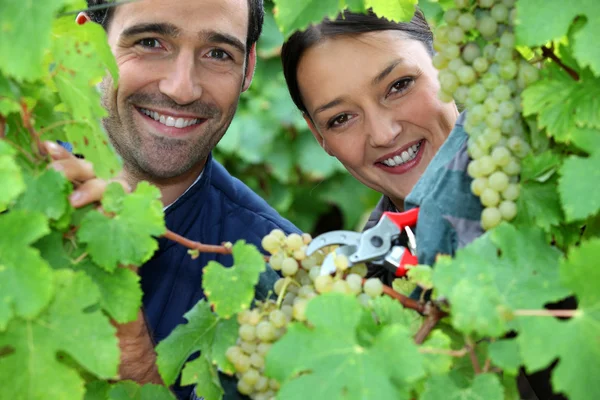 Un par de viticultores sonríen en medio de viñedos —  Fotos de Stock