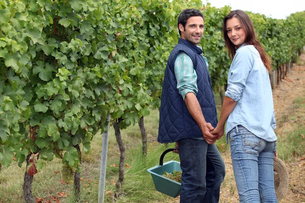 Couple picking grapes — Stock Photo, Image