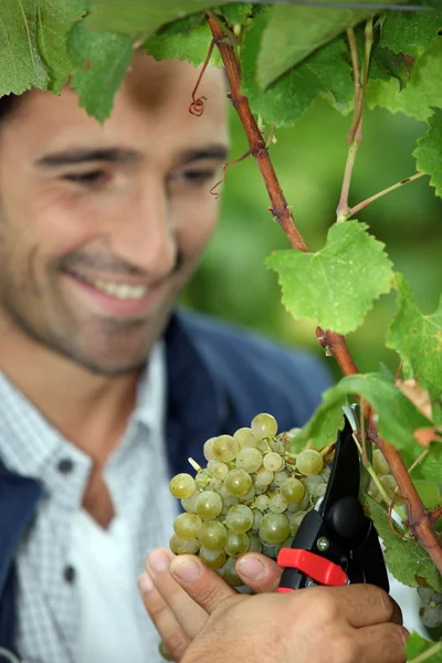 Grape grower cutting a bunch of grapes Royalty Free Stock Photos