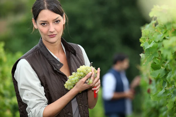 Женщина собирает виноград . — стоковое фото