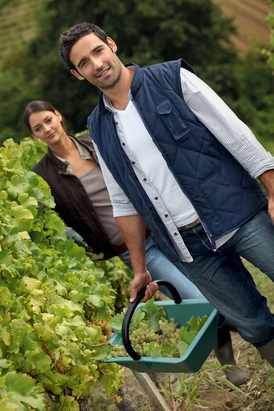 Couple working in a vineyard Stock Photo