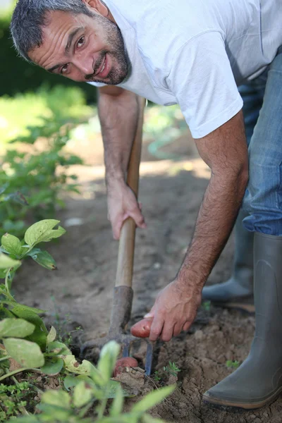 Homem cavando um remendo vegetal com um garfo — Fotografia de Stock
