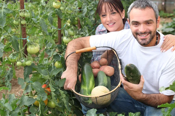 야채를 성장 하는 부부 — 스톡 사진