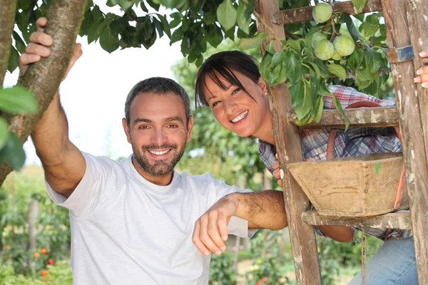 Couple picking fruit — Stock Photo, Image