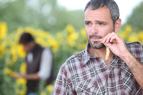 Чоловік жує шматок соломи в полі соняшників — стокове фото