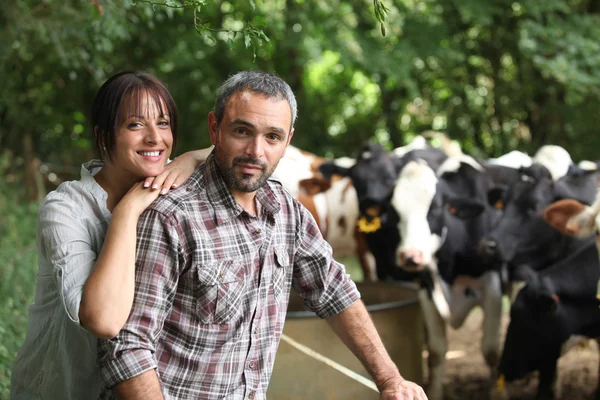 Agricultor e sua esposa na frente de suas vacas — Fotografia de Stock