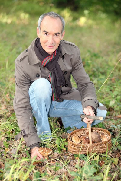 65-jähriger Mann kniet und sammelt Pilze — Stockfoto