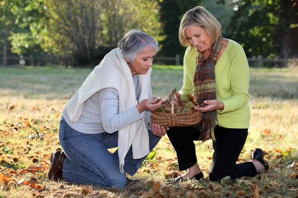 Frau pflückt Kastanien — Stockfoto