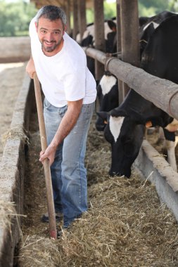 Man feeding cows clipart