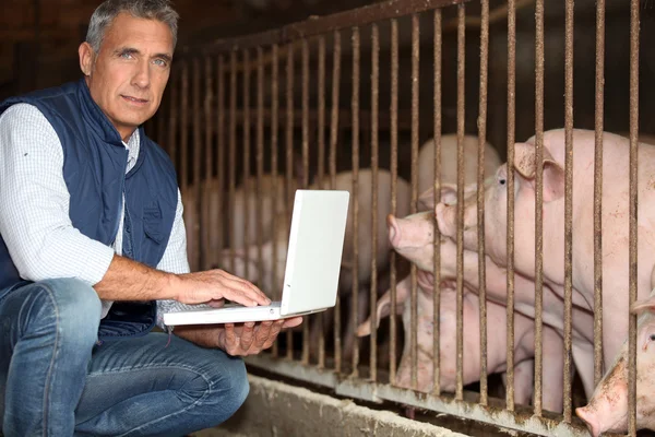 stock image Man breeding pigs