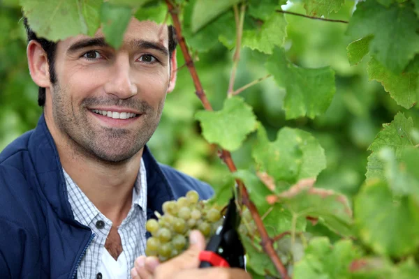 Человек собирает виноград — стоковое фото