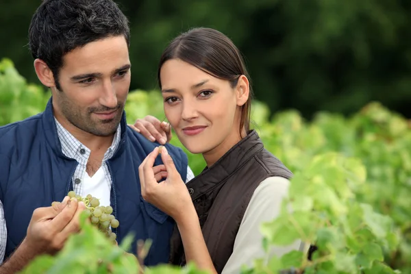 Couple in a vineyard — Stock Photo, Image