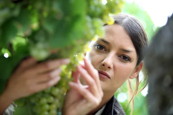 Mulher a inspeccionar uvas numa vinha — Fotografia de Stock