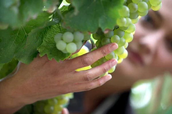 Woman checking grapes in a vineyard — Stock Photo, Image