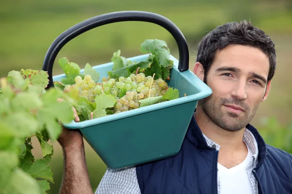 stock image Man harvesting grapes in a vineyard