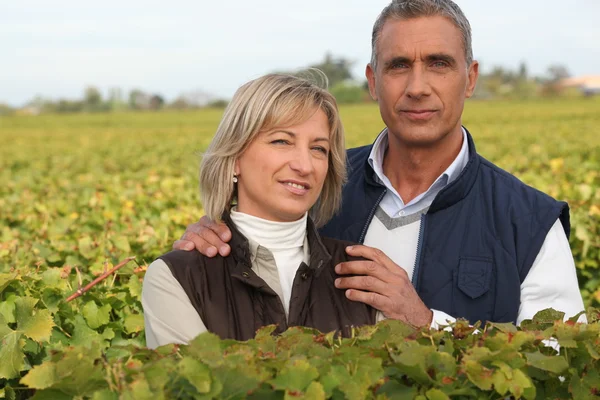 Par viticultors bland vingårdar — Stockfoto