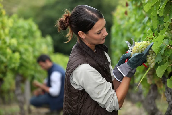 Vrouw oogsten van druiven Stockfoto