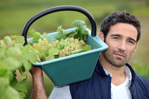Man oogsten van druiven in een wijngaard — Stockfoto