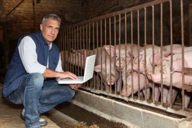 50 years old breeder with a laptop in front of pigs clipart
