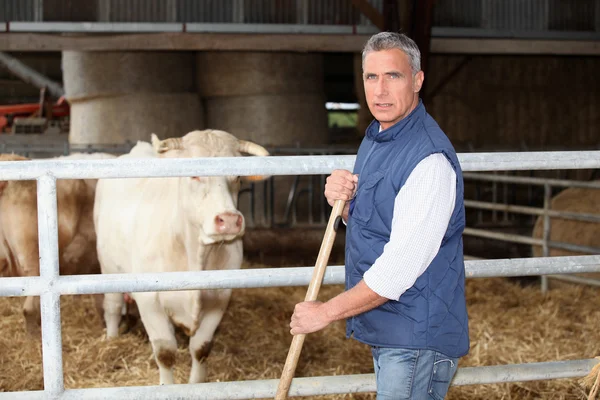 Agricultor de vacas — Fotografia de Stock